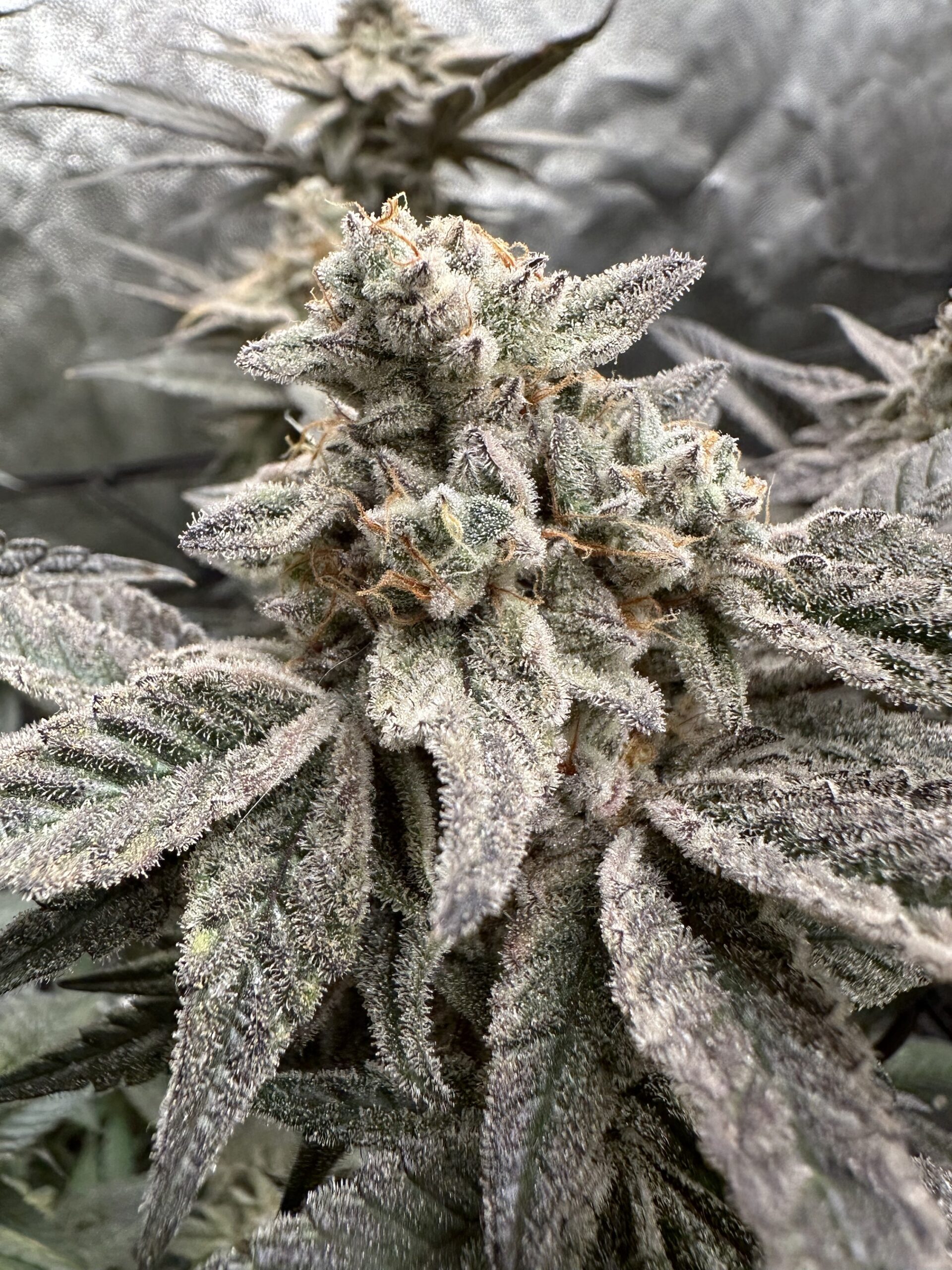 Forbidden Strawberry – Bild 2